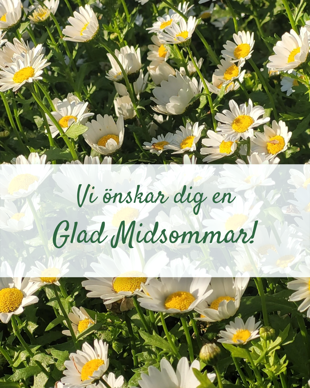 En närbild på många blommor, prästkragar. På bilden står det "Vi önskar dig en glad midsommar"