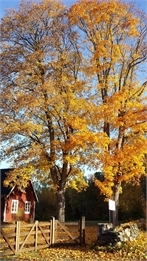 Områdesbild